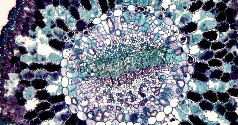 Mikroskopische Ansicht eines Querschnitts einer Pflanzenzelle